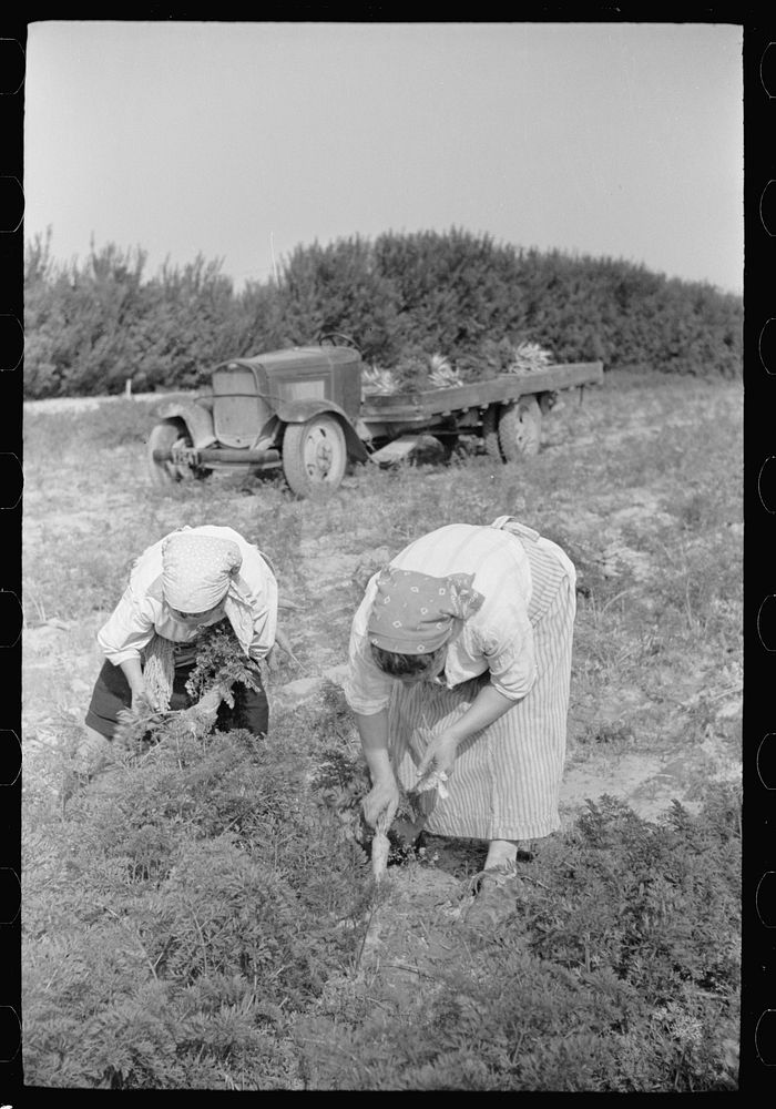 [Untitled photo, possibly related to: Women picking carrots, Camden County, New Jersey]. Sourced from the Library of…
