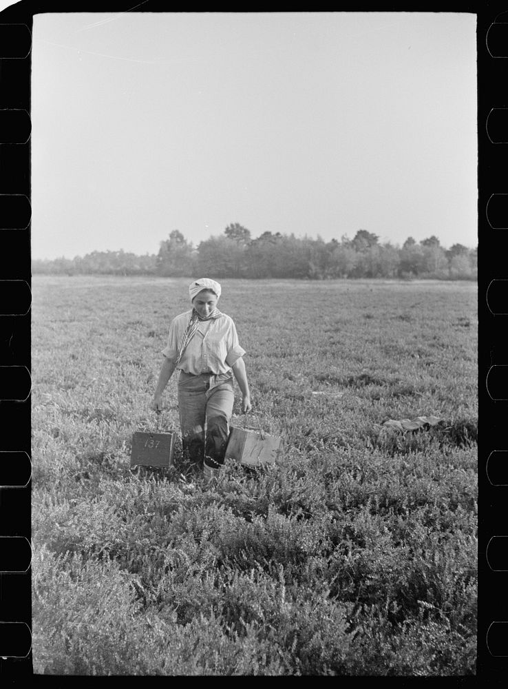 Girl carrying boxes of cranberries to loading station, Burlington County, New Jersey. Sourced from the Library of Congress.