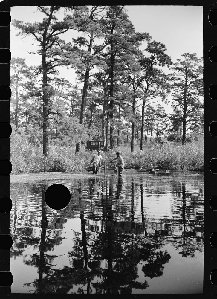 [Untitled photo, possibly related to: Gathering cranberries that are floating on the surface of a flooded bog, Burlington…