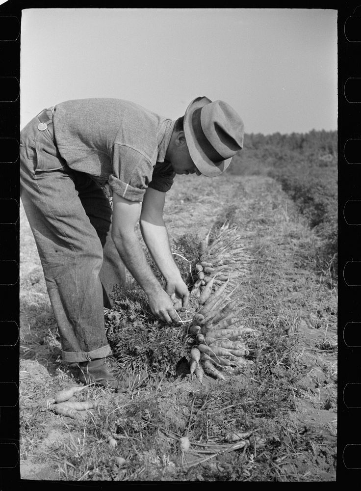 [Untitled photo, possibly related to: Tying carrots in bunches, Camden County, New Jersey]. Sourced from the Library of…