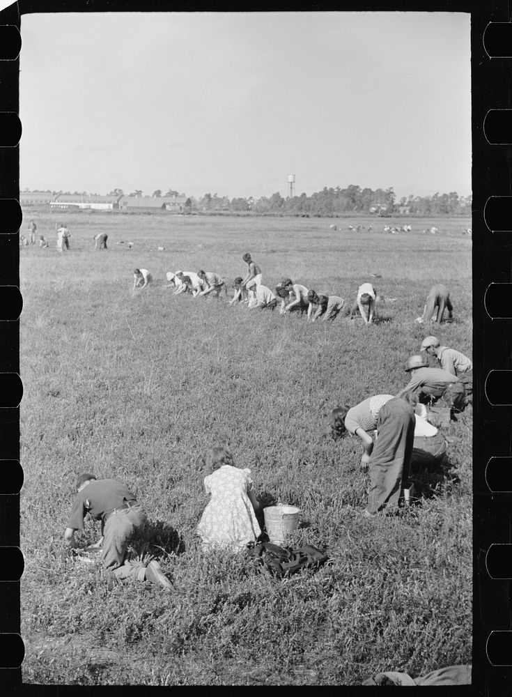 [Untitled photo, possibly related to: Cranberry pickers in bog, Burlington County, New Jersey]. Sourced from the Library of…