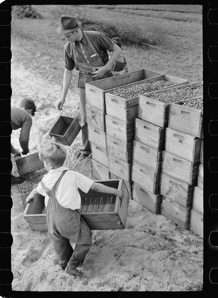 Child labor, cranberry bog, Burlington County, New Jersey. Sourced from the Library of Congress.