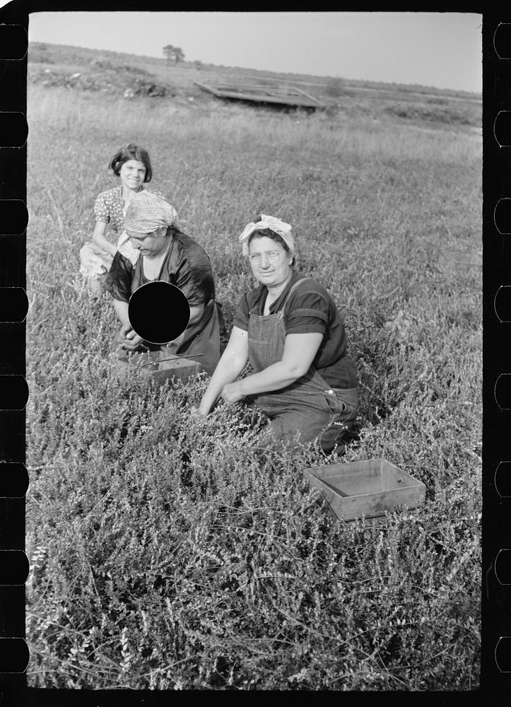 [Untitled photo, possibly related to: Woman picking cranberries, Burlington County, New Jersey]. Sourced from the Library of…