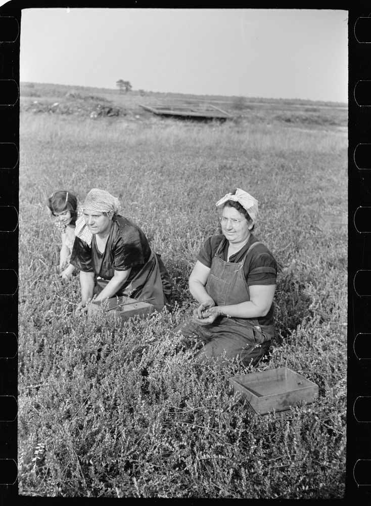 Woman picking cranberries, Burlington County, New Jersey. Sourced from the Library of Congress.
