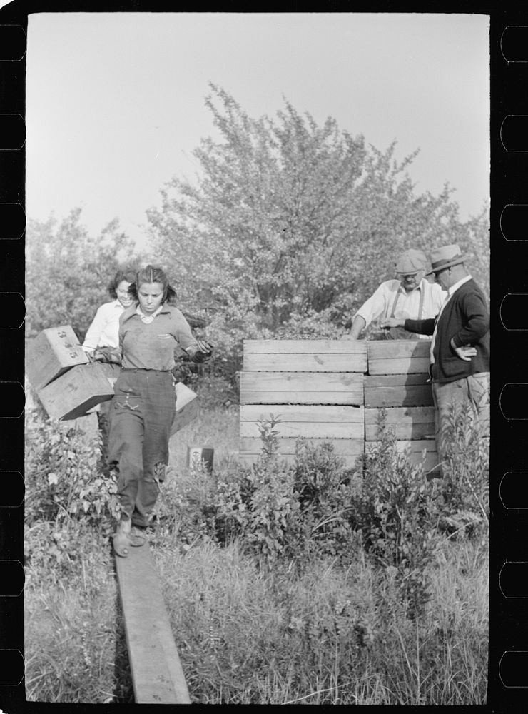 [Untitled photo, possibly related to: Owner of cranberry bog, Burlington County, New Jersey]. Sourced from the Library of…