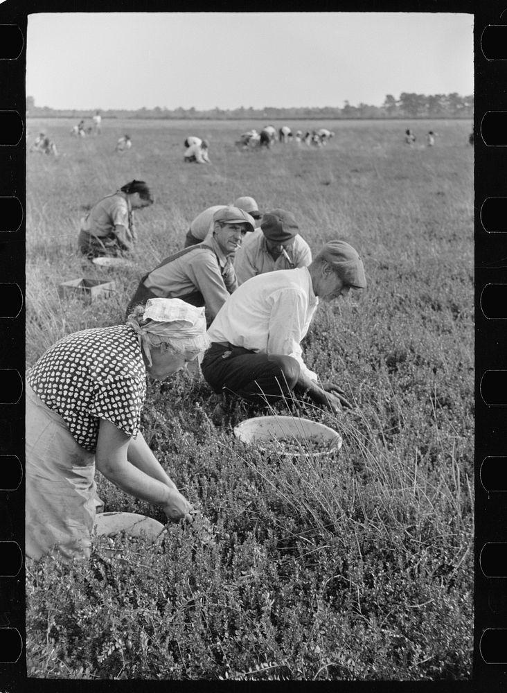 [Untitled photo, possibly related to: Cranberry pickers, Burlington County, New Jersey]. Sourced from the Library of…