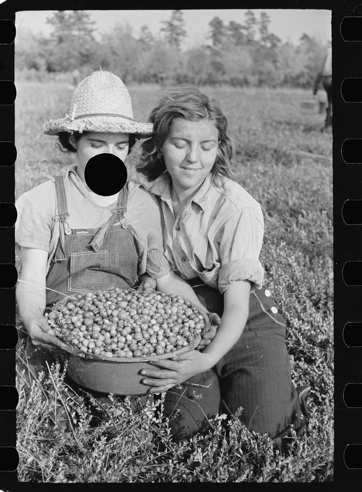 [Untitled photo, possibly related to: Girl picking cranberries, Burlington County, New Jersey]. Sourced from the Library of…