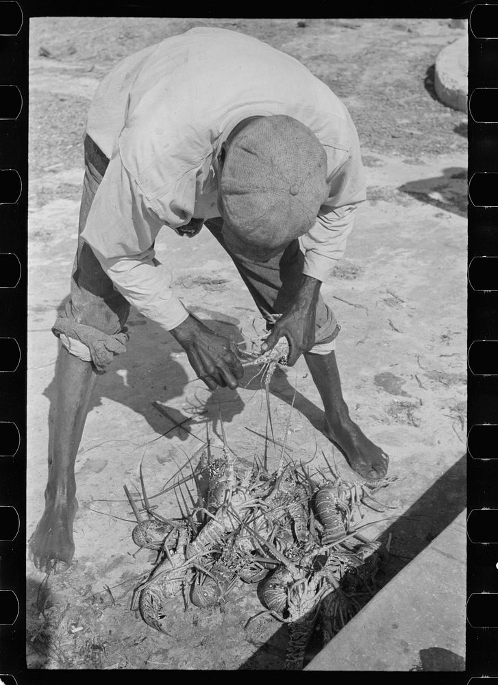 Fisherman with crawfish, Key West, Florida. Sourced from the Library of Congress.