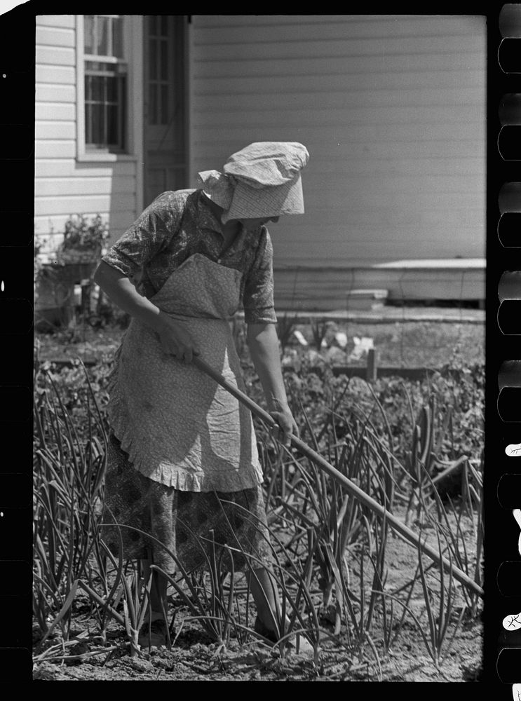 [Untitled photo, possibly related to: Wife of homesteader in garden, Scioto Farms, Ohio]. Sourced from the Library of…
