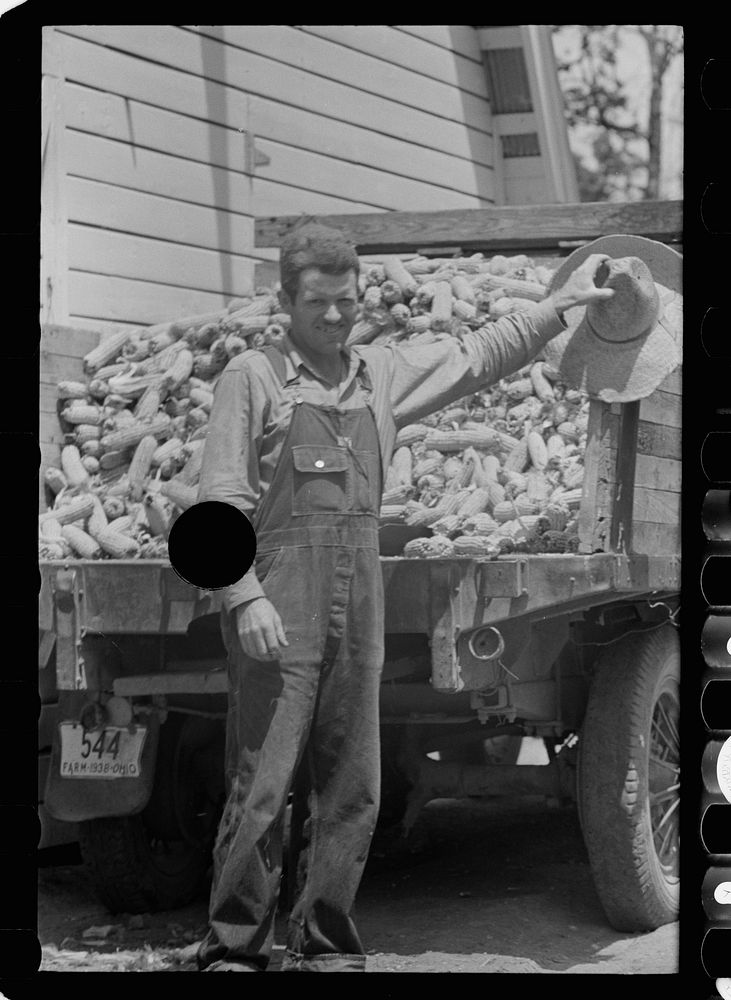 [Untitled photo, possibly related to: Farmer loading corn into corn crib, Scioto Farms, Ohio]. Sourced from the Library of…