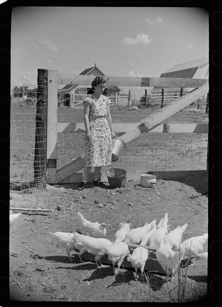 [Untitled photo, possibly related to: Chickens on one of the farm units, Scioto Farms, Ohio]. Sourced from the Library of…