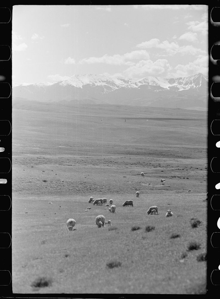 Sheep grazing, Madison County, Montana. Sourced from the Library of Congress.