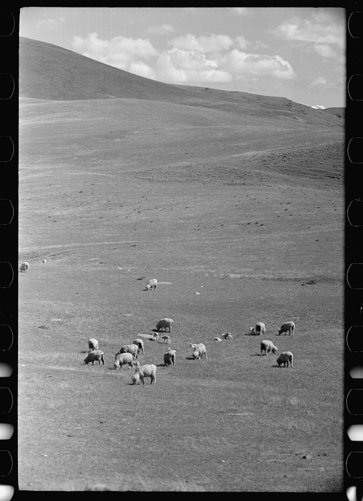 Sheep grazing on high range, Madison County, Montana. Sourced from the Library of Congress.