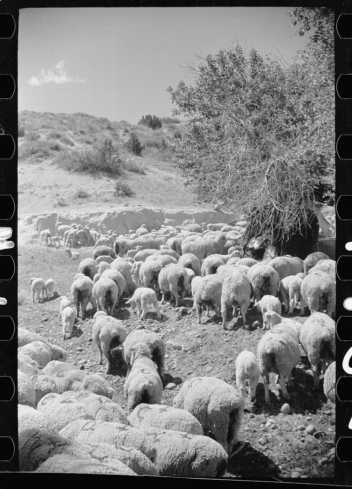 [Untitled photo, possibly related to: Sheepherder with his flock, Madison County, Montana]. Sourced from the Library of…