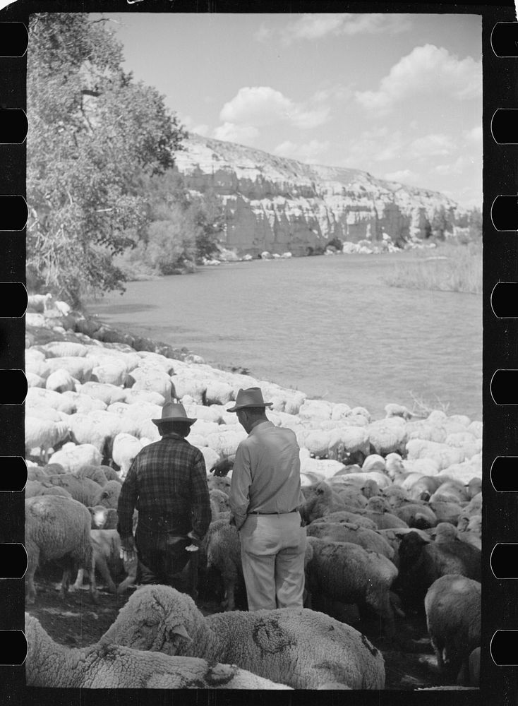 [Untitled photo, possibly related to: Rancher and sheepherder with a large flock, Madison County, Montana]. Sourced from the…