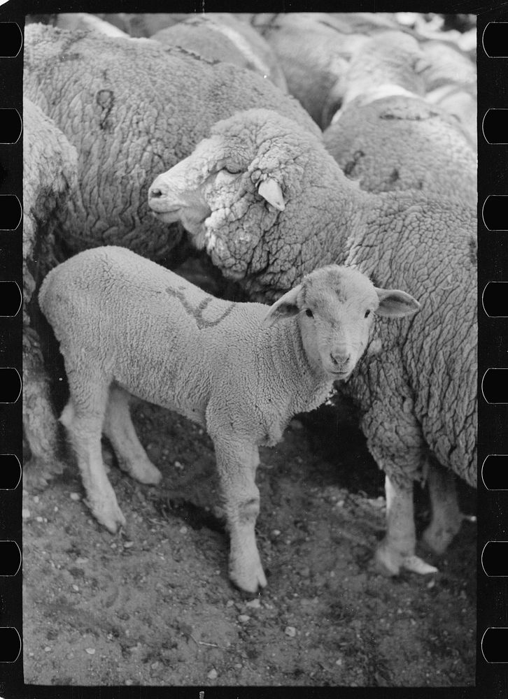 Ewe and lamb, Madison County, Montana. Sourced from the Library of Congress.