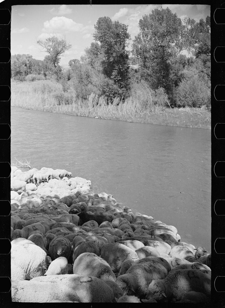 [Untitled photo, possibly related to: Sheep at Madison River, Montana]. Sourced from the Library of Congress.