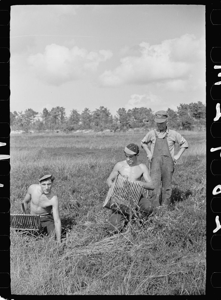 Cranberry scoopers with padrone (labor contractor) supervising their work, Burlington County, New Jersey. Sourced from the…