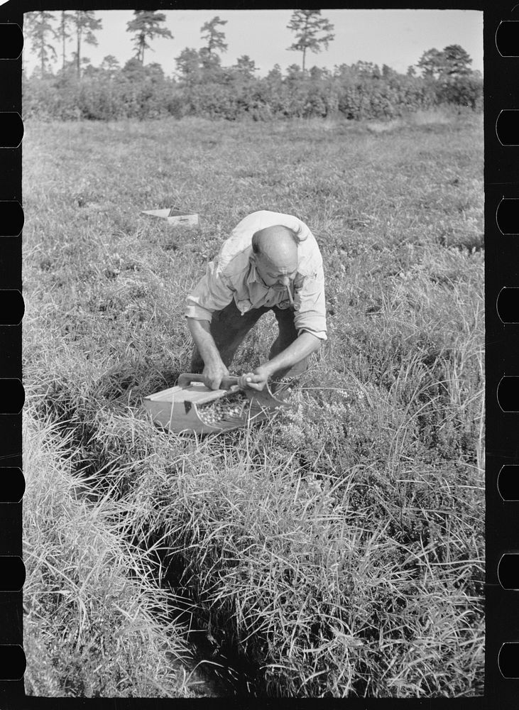 Man scooping cranberries, Burlington County, New Jersey. Sourced from the Library of Congress.