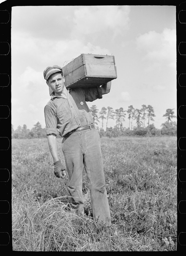 Migratory worker with load of cranberries, Burlington County, New Jersey. Sourced from the Library of Congress.