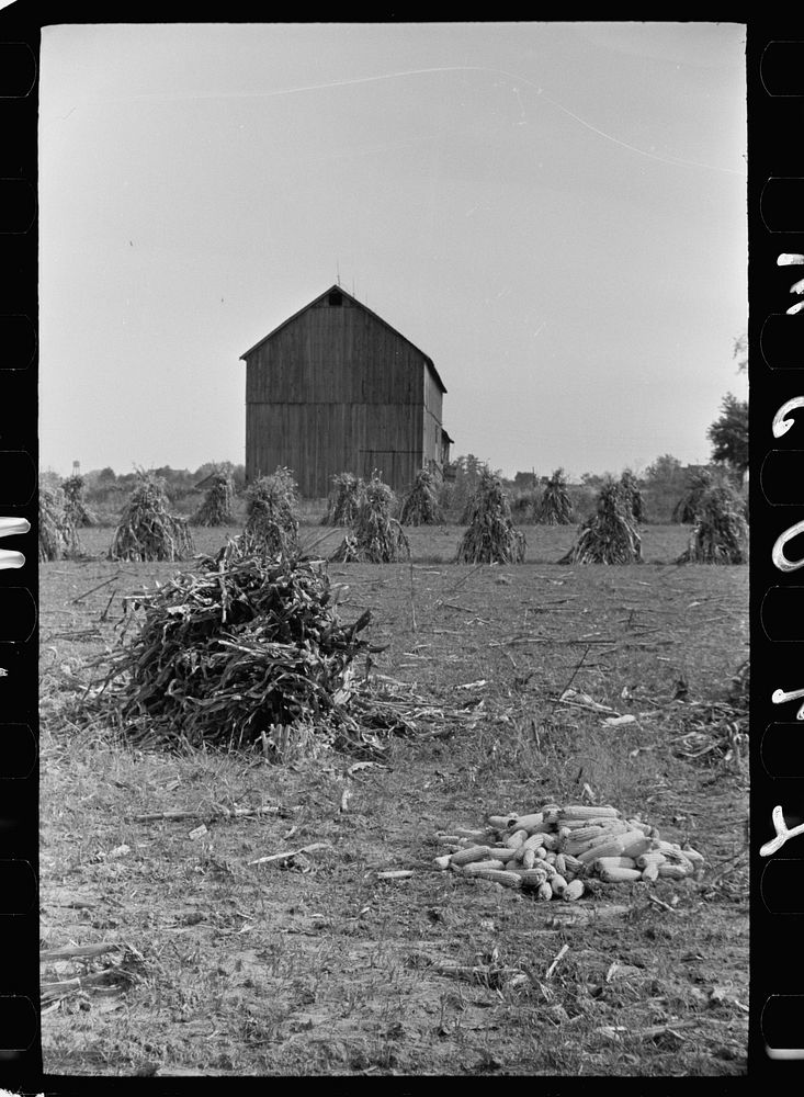 [Untitled photo, possibly related to: Farm laborer with husked corn, Camden County, New Jersey]. Sourced from the Library of…