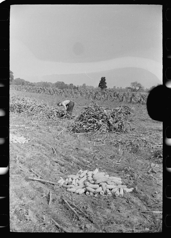 [Untitled photo, possibly related to: Farm laborer with husked corn, Camden County, New Jersey]. Sourced from the Library of…