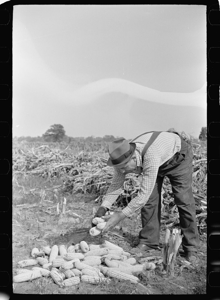 Farm laborer with husked corn, Camden County, New Jersey. Sourced from the Library of Congress.
