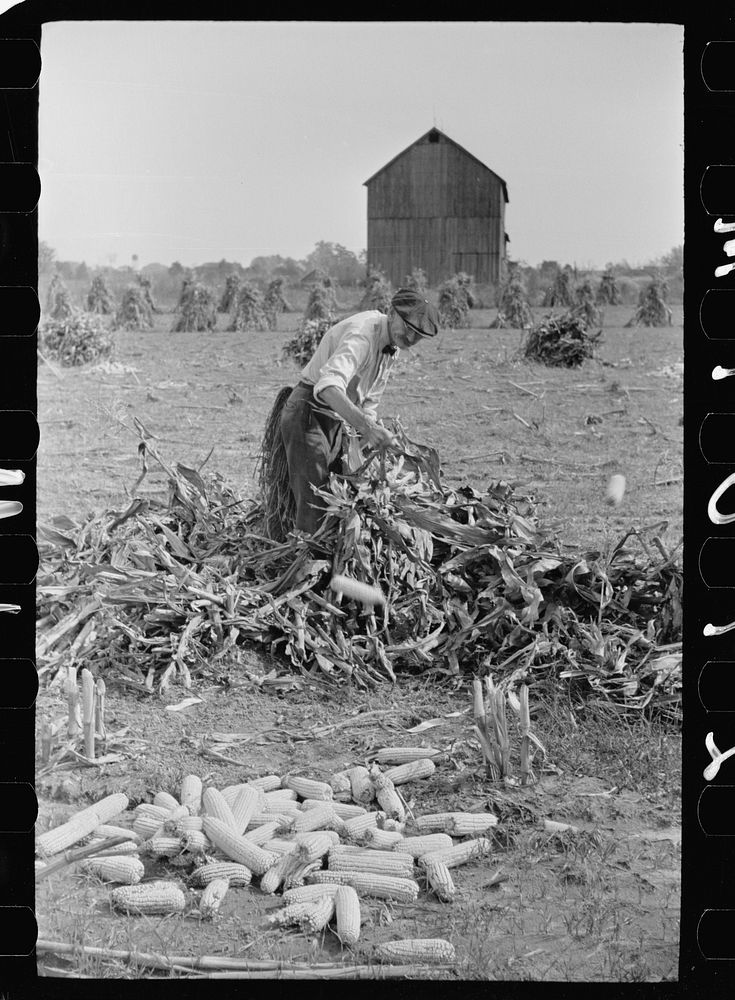 Husking corn, Camden County, New Jersey. Sourced from the Library of Congress.