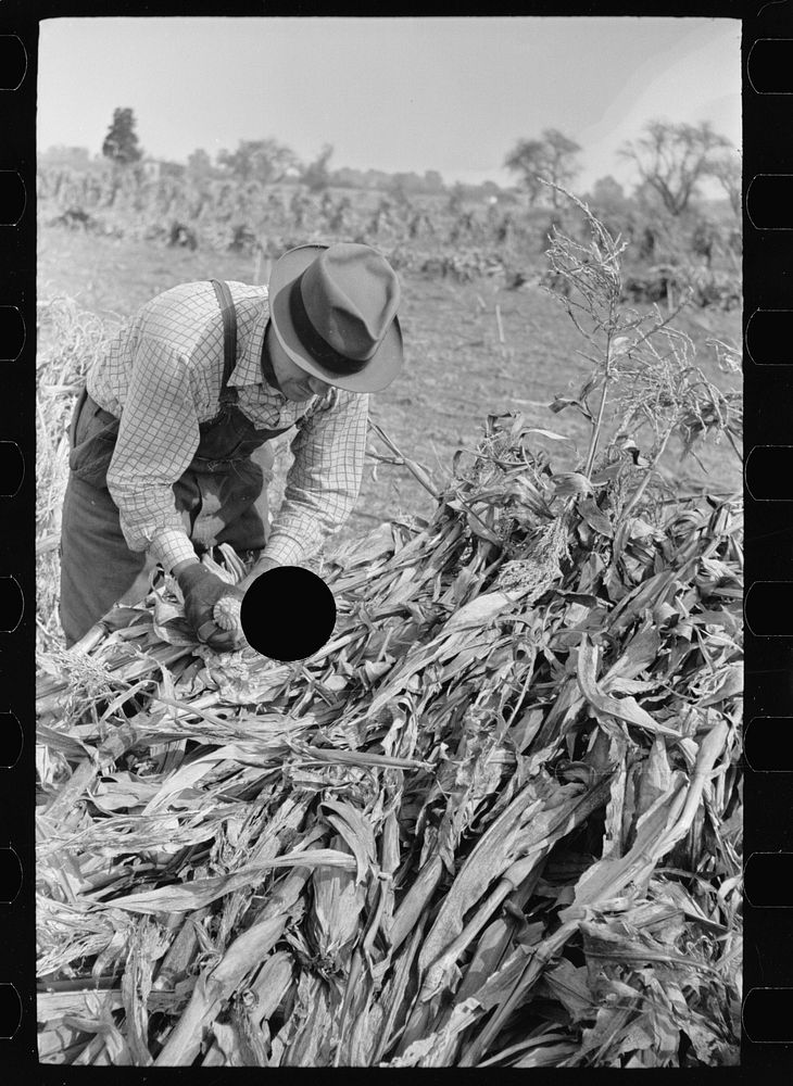[Untitled photo, possibly related to: Husking corn. Farm laborers get five cents a stack for this work. Camden County, New…