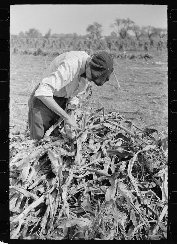 Husking corn. Farm laborers get five cents a stack for this work. Camden County, New Jersey. Sourced from the Library of…