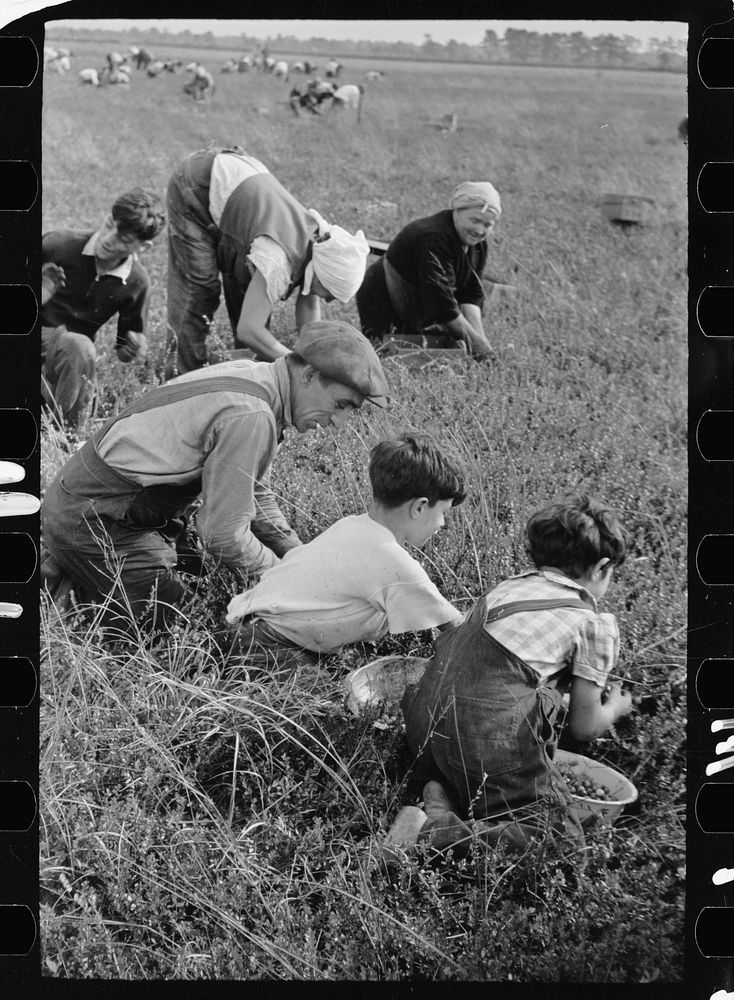 Family from Italian section of Philadelphia working in cranberry bog. Only families with many children are employed.…
