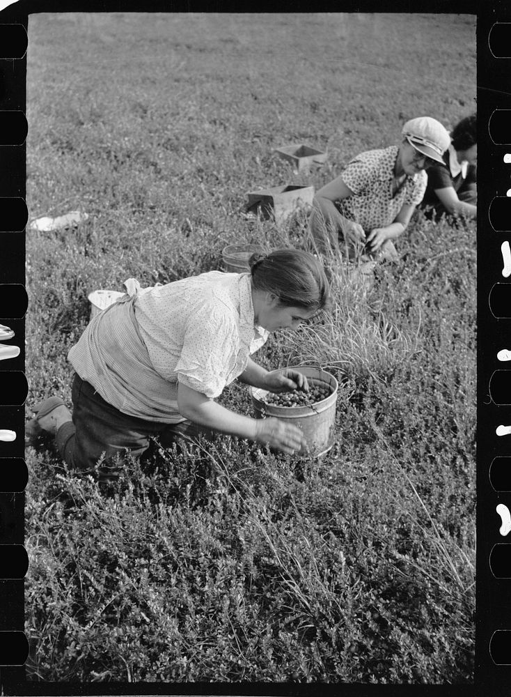 [Untitled photo, possibly related to: Cranberry pickers have long hours of back-breaking toil during which they crawl on…