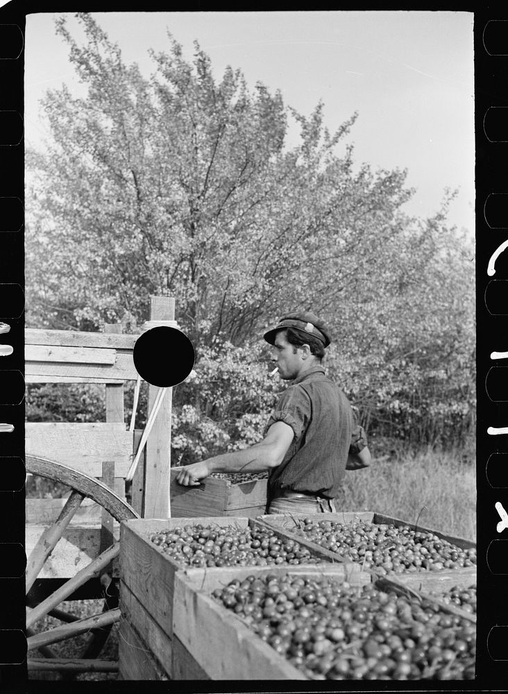 [Untitled photo, possibly related to: Checking station for cranberry scoopers, Burlington County, New Jersey]. Sourced from…