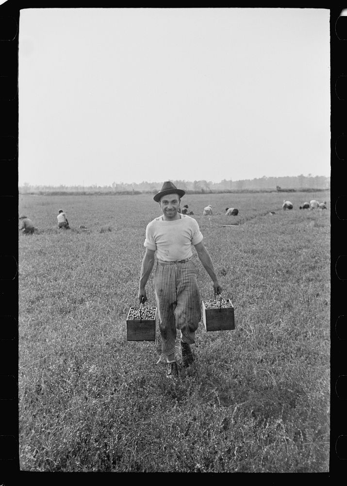 [Untitled photo, possibly related to: Migratory worker with load of cranberries, Burlington County, New Jersey]. Sourced…