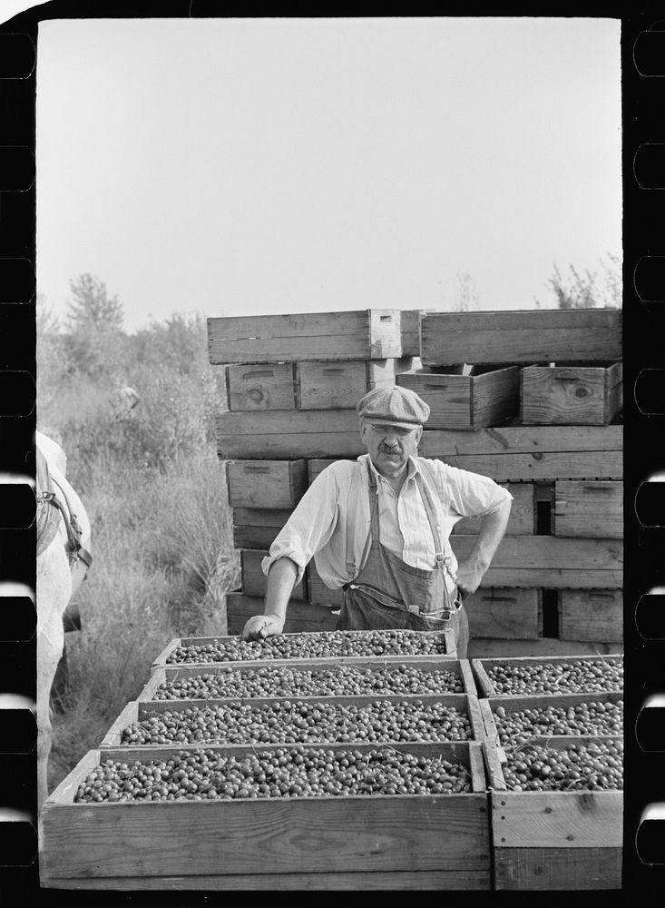 [Untitled photo, possibly related to: Checking station for cranberry scoopers, Burlington County, New Jersey]. Sourced from…