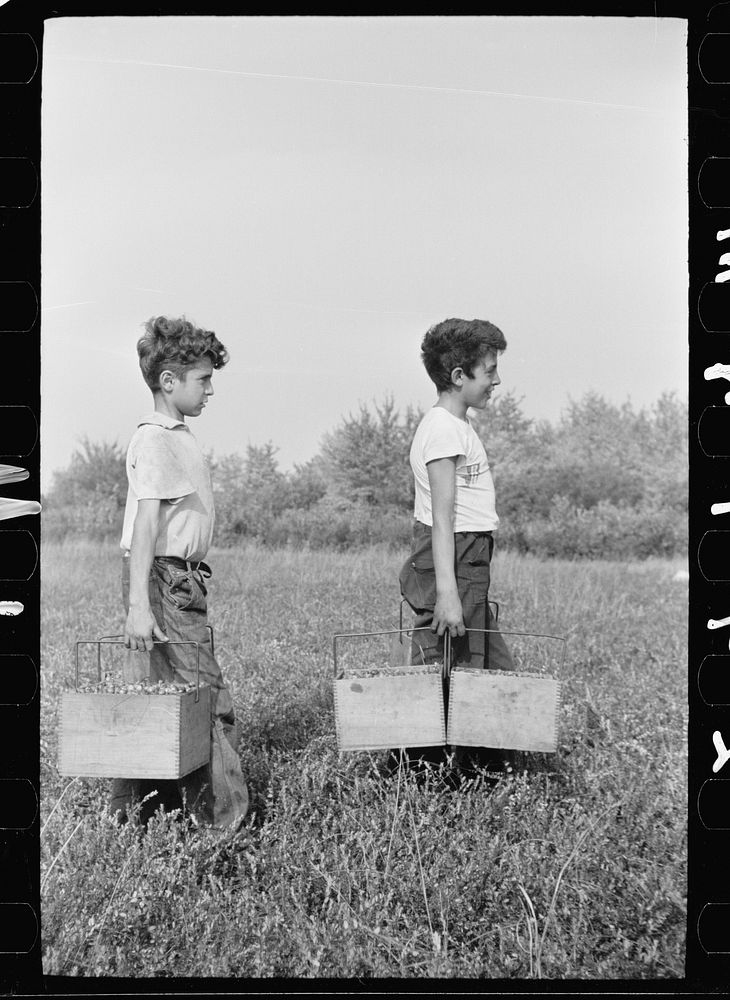 Boys carrying boxes of cranberries, Burlington County, New Jersey. Sourced from the Library of Congress.