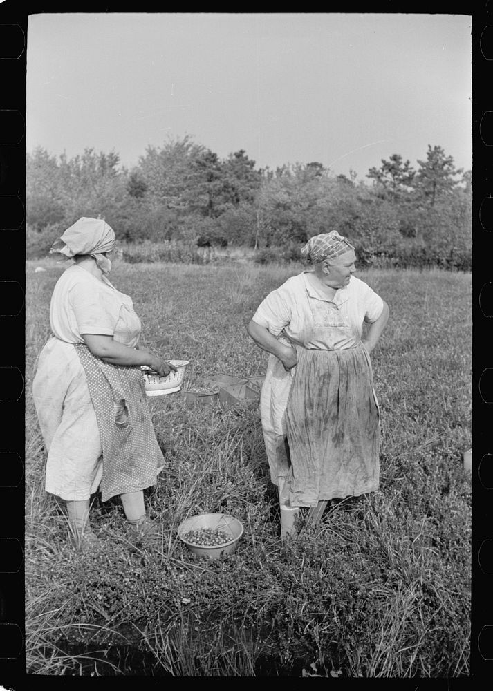 Women picking cranberries, Burlington County, New Jersey. Sourced from the Library of Congress.
