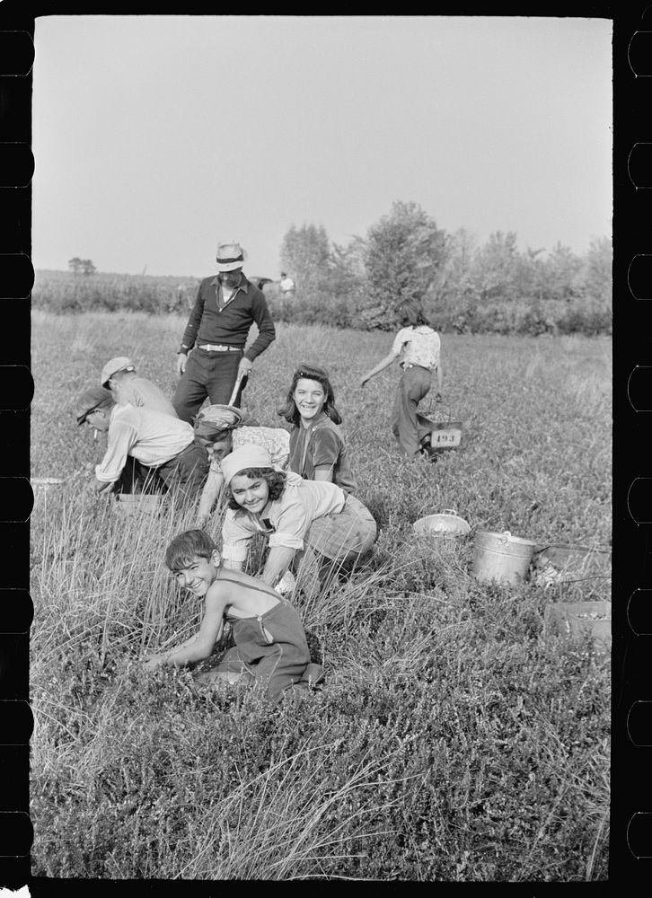 [Untitled photo, possibly related to: Family from Italian section of Philadelphia working in cranberry bog. Only families…