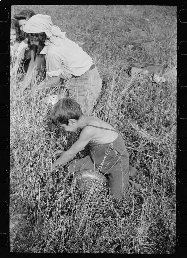 Child picking cranberries, Burlington County, New Jersey. Sourced from the Library of Congress.