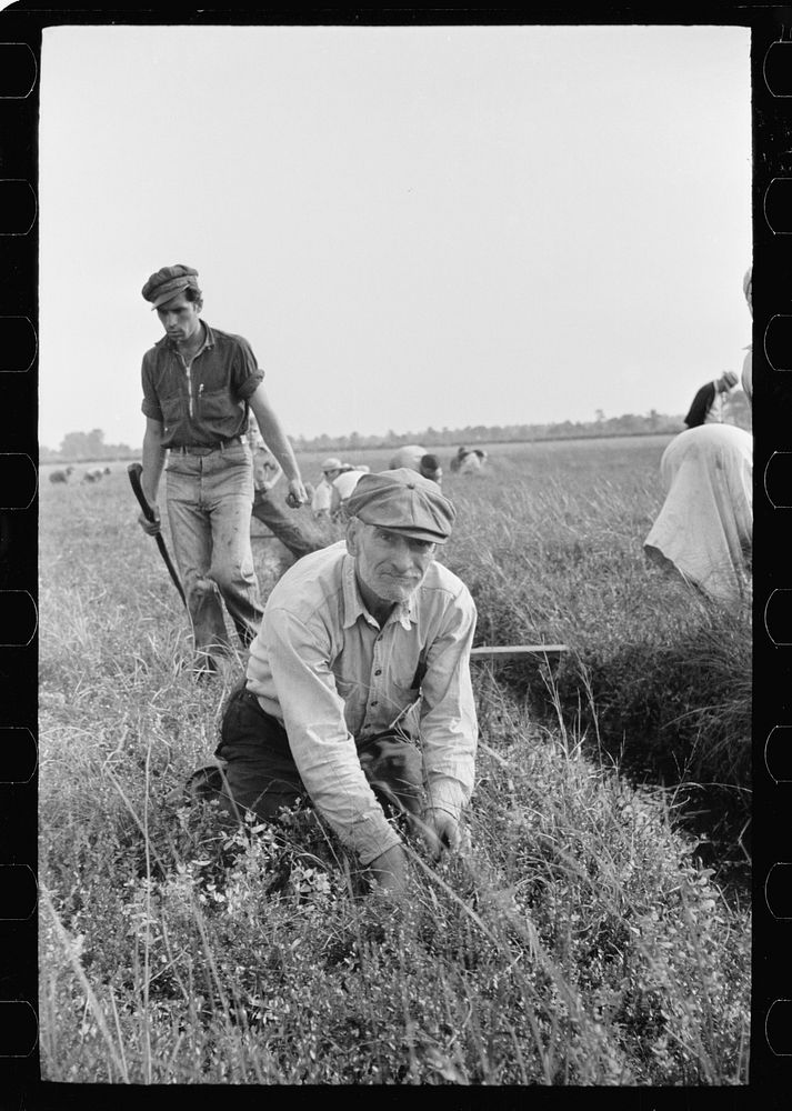 Old man picking cranberries. Padrone (labor contractor) in background. Burlington County, New Jersey. Sourced from the…