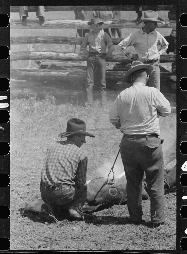 Branding, Three Circle roundup, Custer National Forest, Montana. Sourced from the Library of Congress.