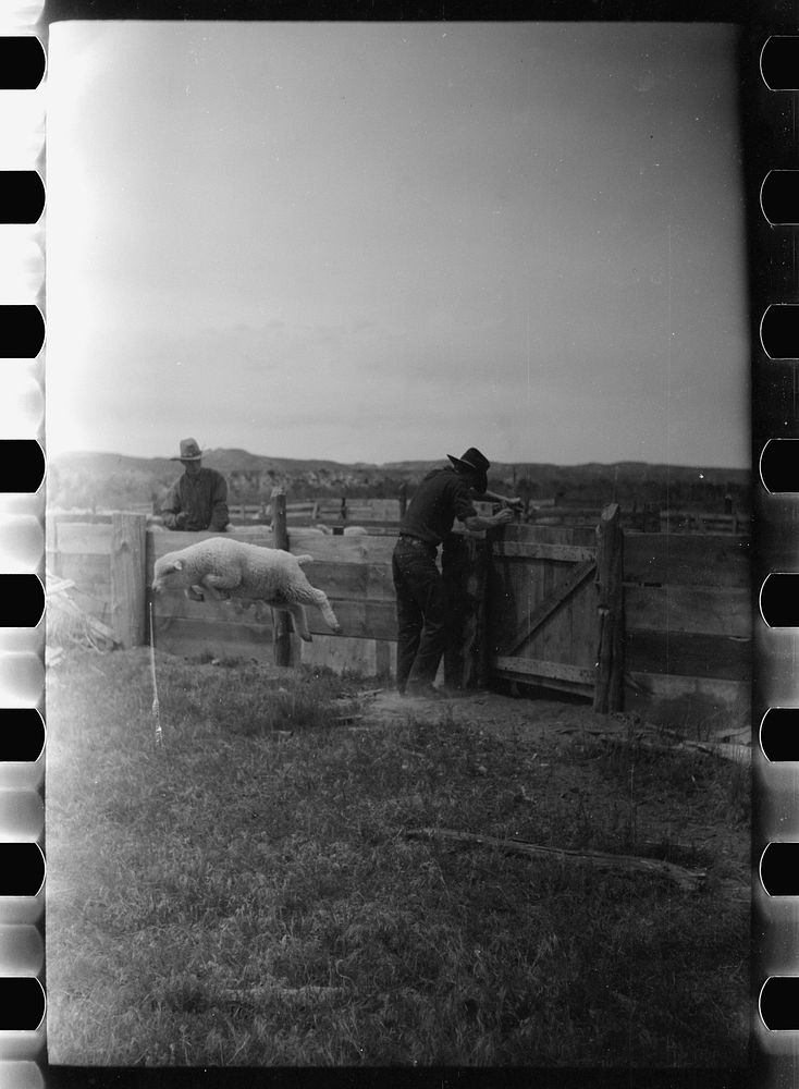 [Untitled photo, possibly related to: Counting sheep, Rosebud County, Montana]. Sourced from the Library of Congress.