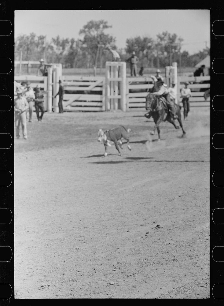 [Untitled photo, possibly related to: Roping a calf, rodeo, Miles City, Montana]. Sourced from the Library of Congress.