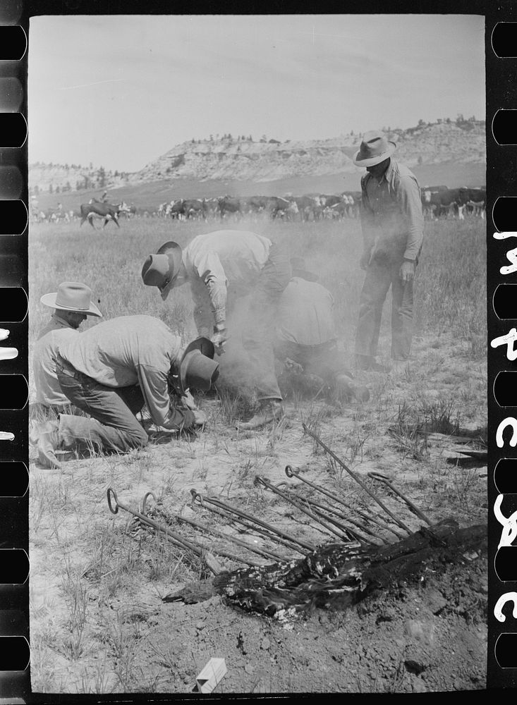 Branding a calf, Quarter Circle U roundup, Montana. Sourced from the Library of Congress.