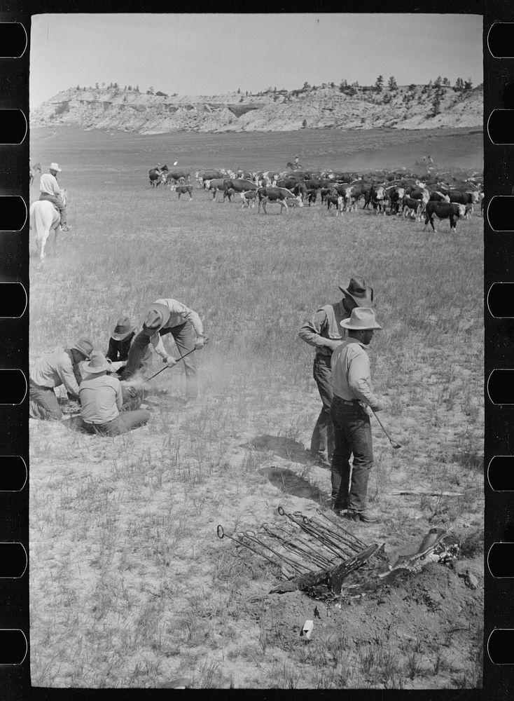 Branding, Quarter Circle U Ranch roundup, Montana. Sourced from the Library of Congress.