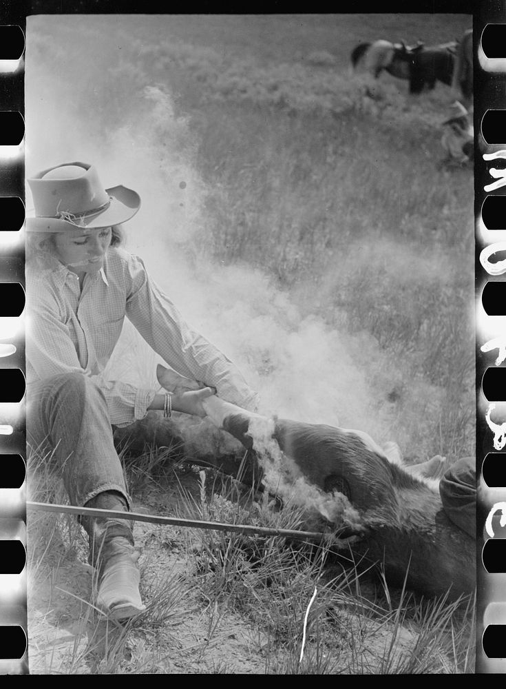 [Untitled photo, possibly related to: Dude girl "rassling" a calf, Quarter Circle U Ranch roundup, Montana]. Sourced from…