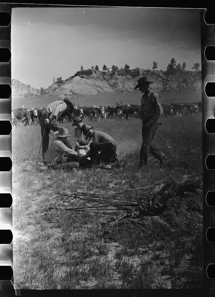[Untitled photo, possibly related to: Branding, Quarter Circle U Ranch roundup, Montana]. Sourced from the Library of…