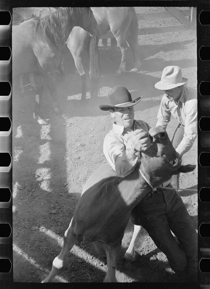 [Untitled photo, possibly related to: Roping a colt, Quarter Circle U roundup, Montana]. Sourced from the Library of…
