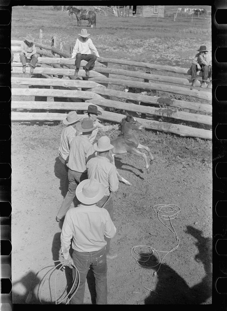 Roping colt for branding, Quarter Circle U roundup, Montana. Sourced from the Library of Congress.