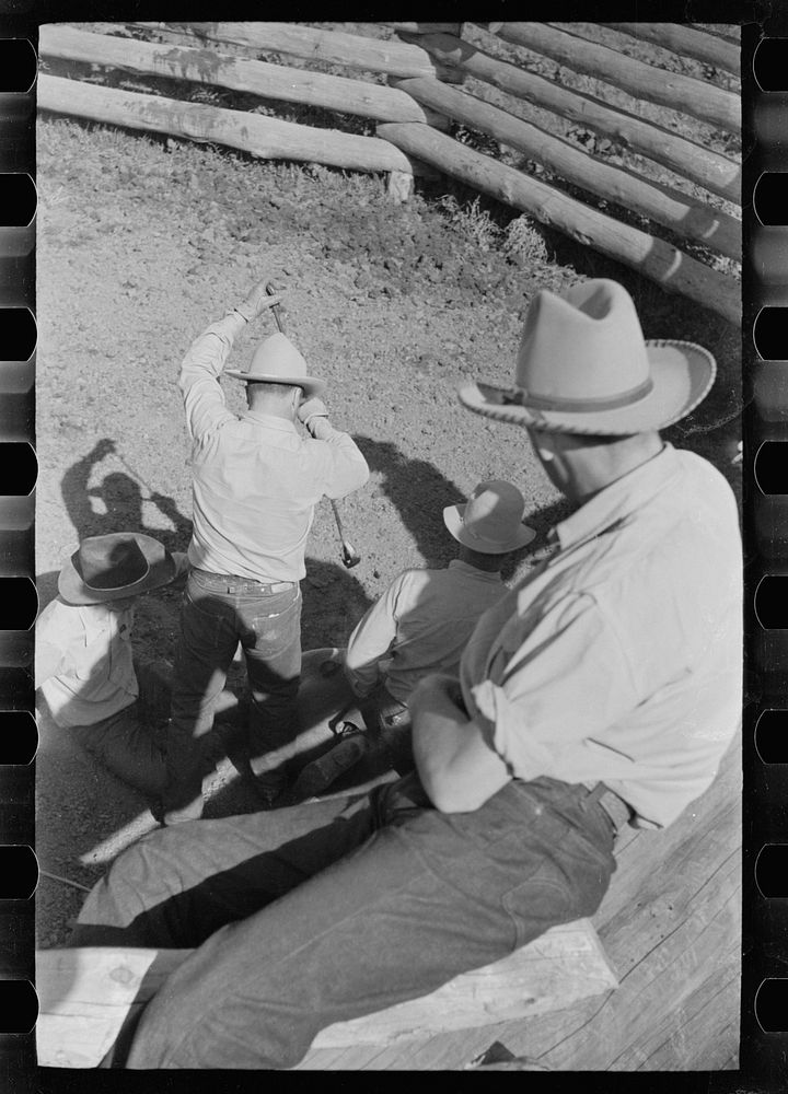 [Untitled photo, possibly related to: Roping colt for branding, Quarter Circle U roundup, Montana]. Sourced from the Library…